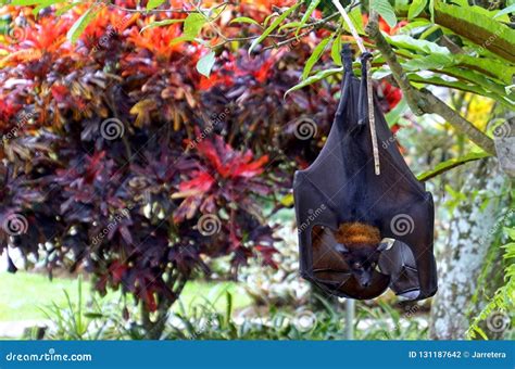 Fruit Bat Megachiroptera Eating Watermelon Bat Flying Fox Hanging