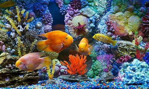 Hd Wallpaper Coral Reef Fish Aquarium Wallpaper Flare
