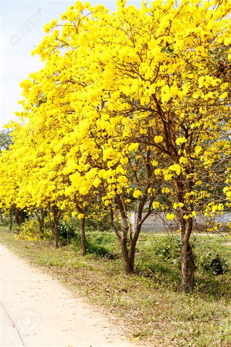 Click on the note at the low right corner in the image for the info, and there is a link to see more photos of this tree. Yellow tabebuia flower blossom - Business Brokerage Blogs