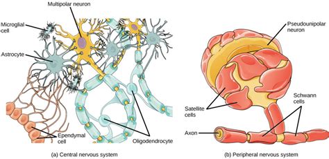 Neurons And Glial Cells Biology Ii