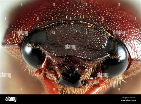 June Beetle Close Up Phyllophaga Sp Stock Photo Royalty Free Image