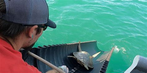 This Video Of Cold Stunned Sea Turtles Sliding Back Into The Gulf Of