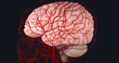 El COVID puede dañar los vasos sanguíneos en el cerebro Einsteresante