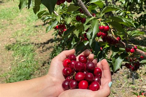 U Pick Organic Cherries In Brentwood Marin Mommies