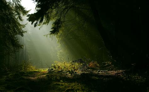 Clear Forest Wallpapers Top Free Clear Forest Backgrounds