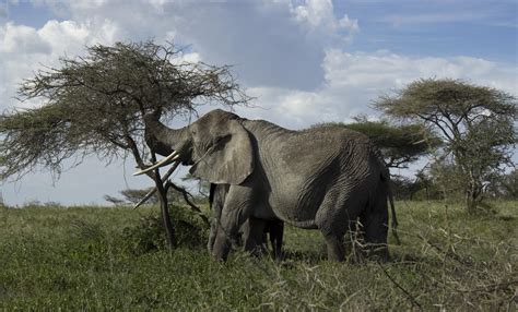 An Elephant Feasting On Acacia Wildlifephotography