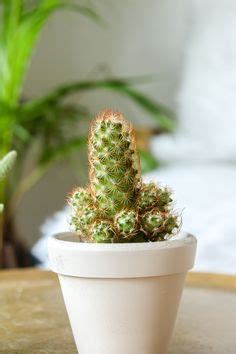 Okra health and nutriton benefits. Lady Fingers Cactus Mammillaria Elongata in 2020 (With images) | Succulents, Cactus, Plants