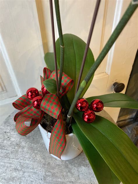 Festive Orchid Petal Pusher