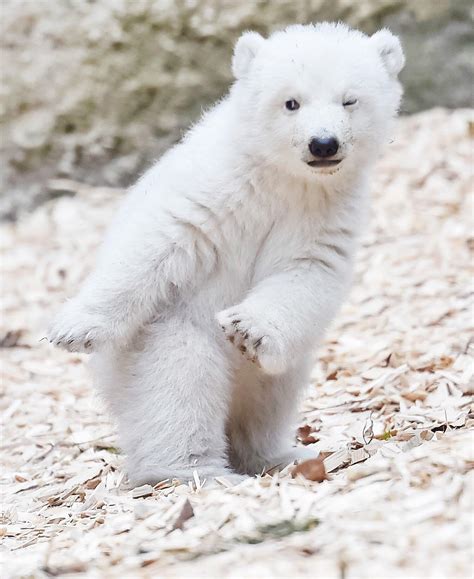 Polar Bear Cubs When Exposed To Good Dancing Will Often Recognize