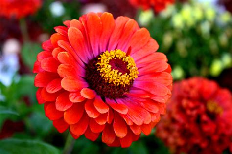 July 4th Weekend Plant Some Zinnias For Long Lasting Color The Deck