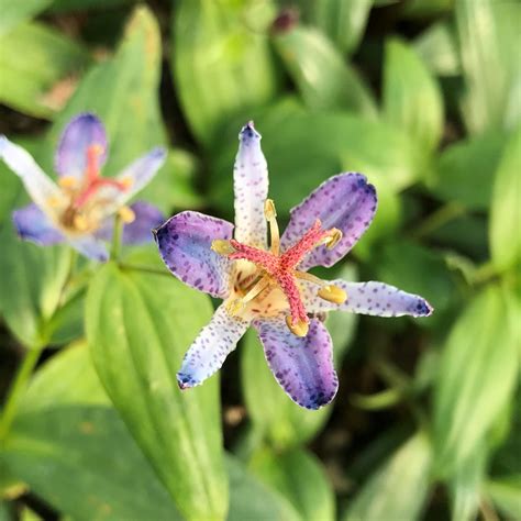 Tricyrtis Hirta Blue Wonder Toad Lily 45 Pot Little Prince To Go