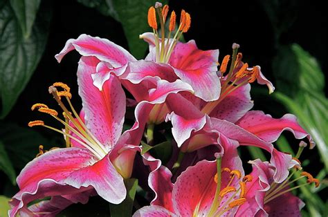 Lovely Stargazers Photograph By Byron Varvarigos Fine Art America