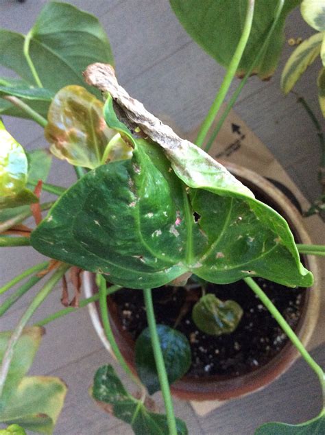 What Is Causing My Houseplant To Have Holes In The Leaves 273760