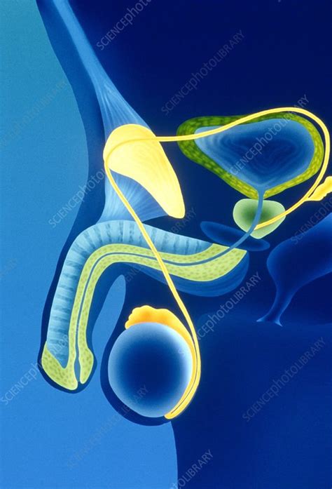 artwork of the male reproductive system stock image p608 0080 science photo library