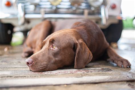 Dog Seizure Types Causes Symptoms And Treatment Airvet
