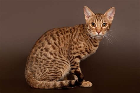 7 Cats That Look Like Leopards With Pictures Pet Keen