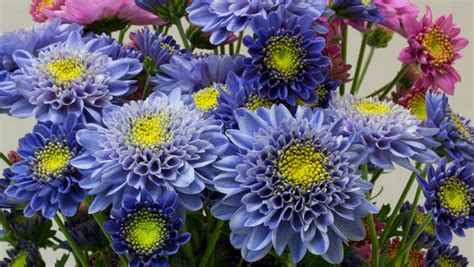 Scientists Create Worlds First True Blue Chrysanthemum Study