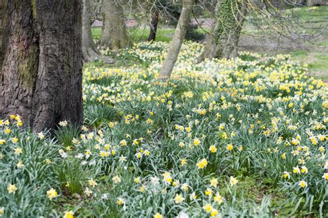 Spring Daffodils In Woodland 7213 Stockarch Free Stock Photo Archive