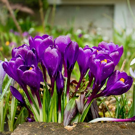 Crocus Flower Record Purple Pre Order Dispatched Mid September