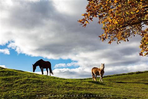 Horse Photo Horses Grazing In Meadow Nature Photos