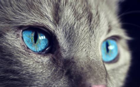 Beautiful Closeup On A Cats Eyes Rcats