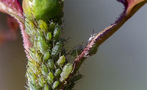 Dammanns Garden Company How To Identify Aphids And Save Your Houseplants