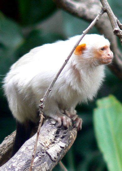 Spider Monkey Albino Has A Black Tail Animals Amazing Unique Animals