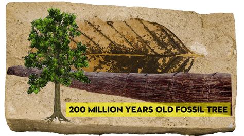 200 Million Years Old Fossil Tree At Patna Museum Dr Shankar Suman