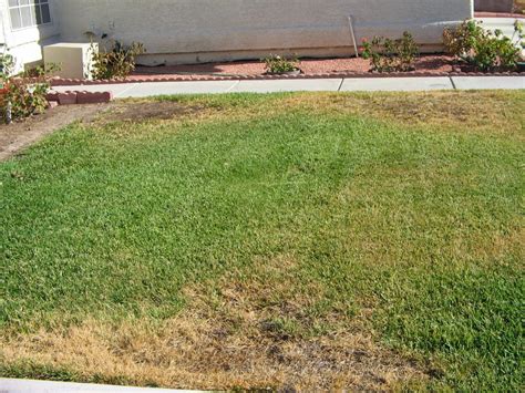 Xtremehorticulture Of The Desert Prepare Your Lawn For The Summer