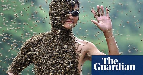 Bee Bearding Contest In China World News The Guardian