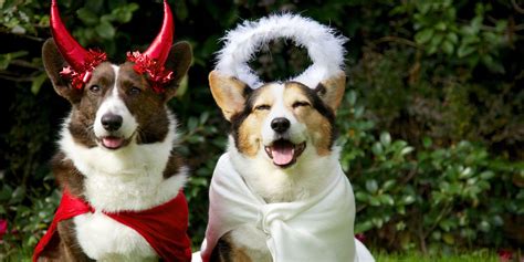 17 Funny Dog Halloween Costumes In 2020 Best Pet Costume Ideas
