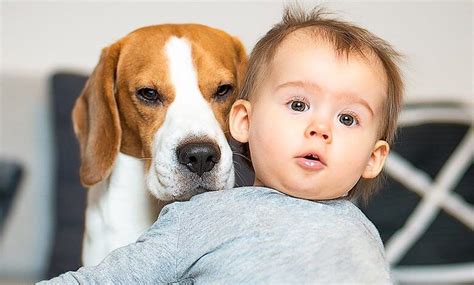 Según La Ciencia Los Perros Son Realmente Como Nuestros Hijos