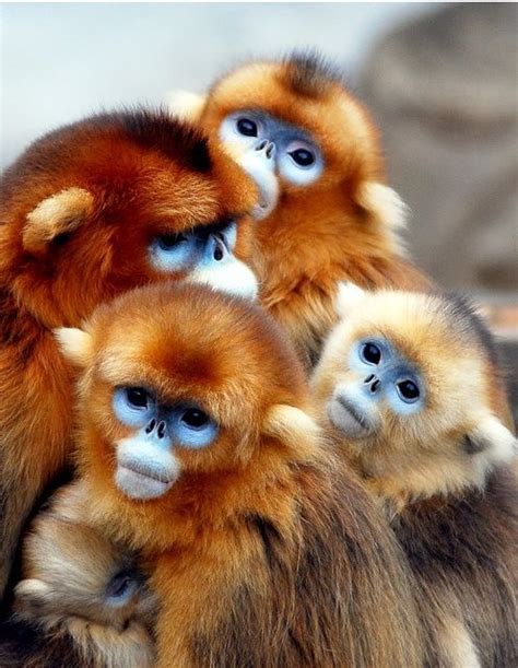25 Most Cute Monkeys Photos That Will Blow Your Mind