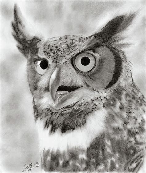Great Horned Owl Drawing By Carol Oneill