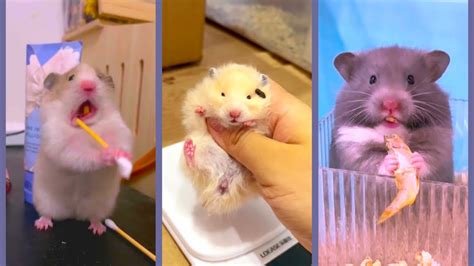 Funny And Cute Hamster Compilation Funniest Hamsters Of All Time 2022