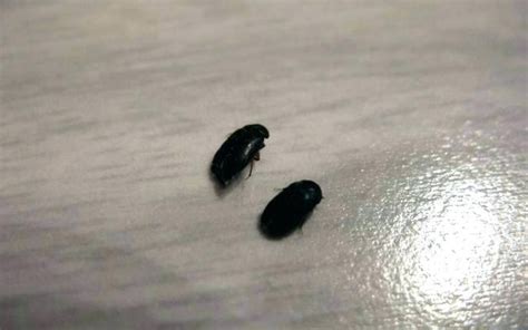 Little Black Bugs With Wings Small Flying Insects In House Little In