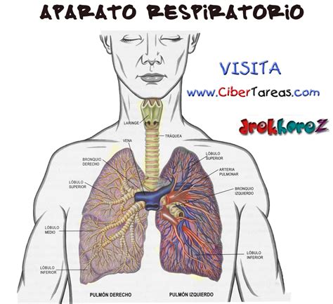 El Sistema Respiratorio Y Sus Partes