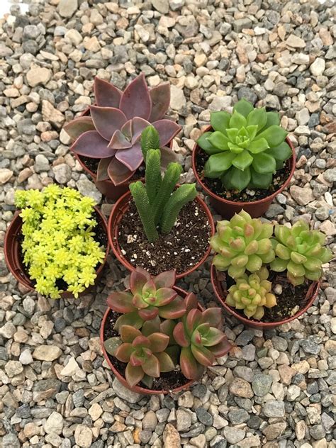 Succulent Variety Pack 6 Succulents Free Shipping Etsy