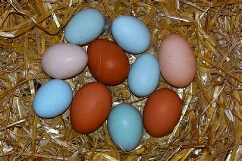 Ameraucana Chicken Eggs Color Vs Easter Eggers Blue Pink Green