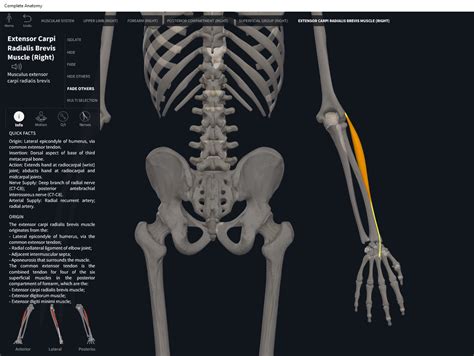 Muscles Extensor Carpi Radialis Brevis Anatomy And Physiology