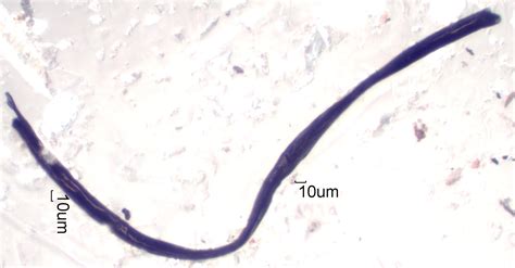 So you can watch the effect on cotton fibers.! Charred Fiber Under the Microscope