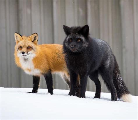 Red And Silver Fox Pair