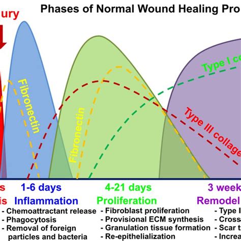 Graphical Representation Of Four Phases Of Normal Wound Healing Process