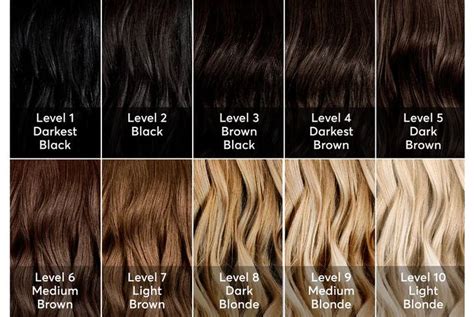 The Hair Color Chart For Different Shades Of Brown Light Blonde And