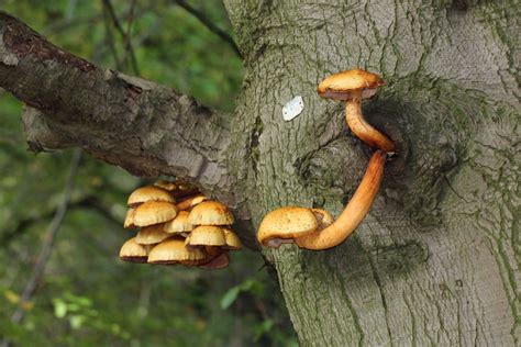 Honey Fungus 10ft Up Tree Explored 5 Andrew Porter Flickr