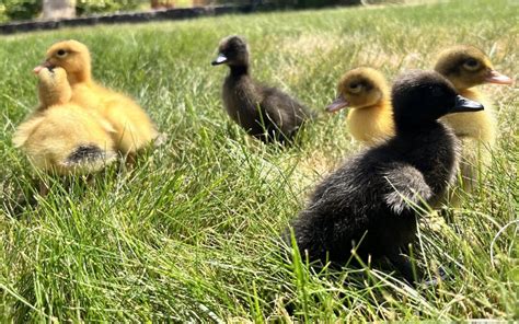 Raising Backyard Ducklings Murray Mcmurray Hatchery Blog
