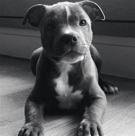 35 Cutest Staffordshire Bull Terrier Pictures Ever The Paws