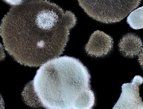 What Is Aspergillus With Pictures