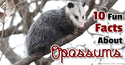 10 Fun Facts About Opossums That You Should Be Aware Of