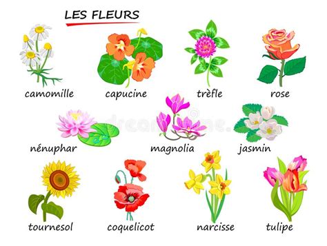 Different Types Of Flowers Drawing With Names Discover